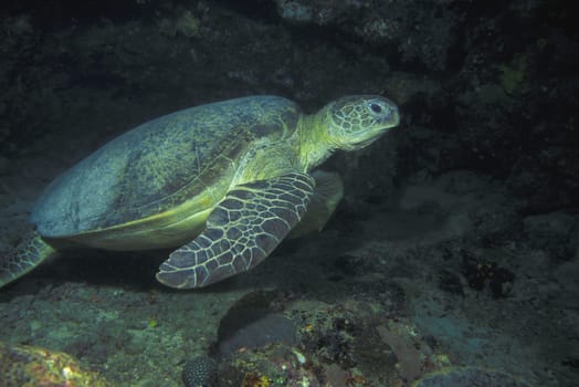 Sea turtle