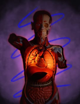 Cutaway view of chest cavity