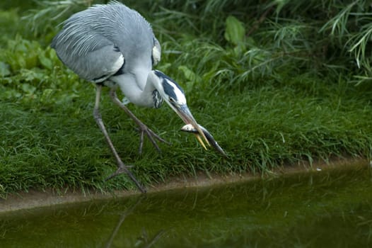Grey Heron with Fish