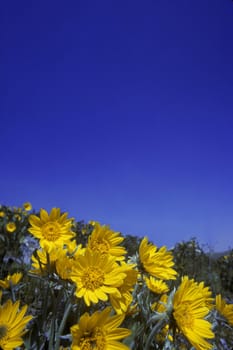 Yellow flowers from bug's eye view