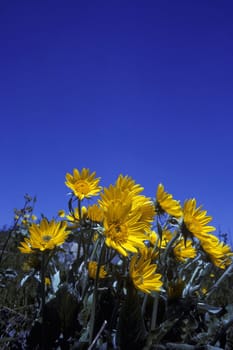 Yellow flowers from bug's eye view