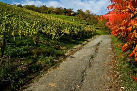 Dirt road in the vineyard in autumn
