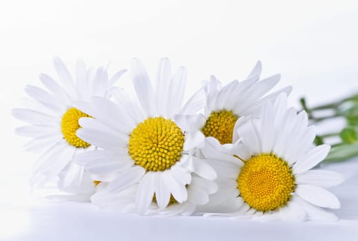 Daisies