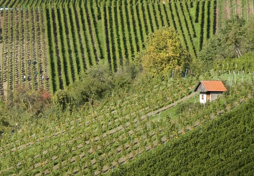 House between the vines