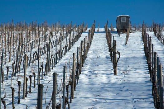 Cabin in the vineyard in winter