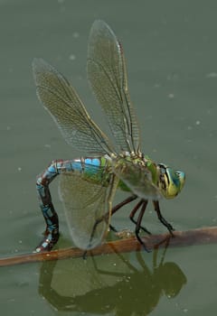 King dragonfly (dragonfly) laying eggs