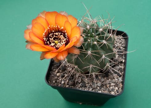 orange cactus flower (Echinopsis)