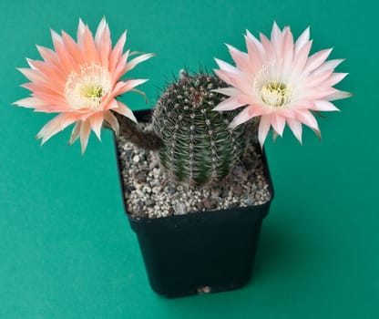 salmon-coloured flowering cactus