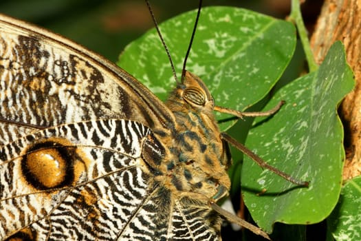 Bust portrait of a banana butterfly