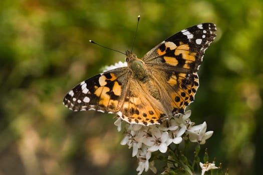 Butterfly painted lady on gooseneck loosestrife