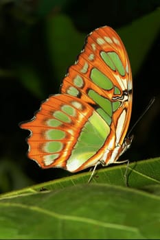 Siproeta stelenes. Noble butterflies from South America.