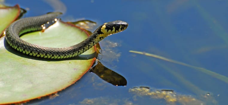 The Water Serpent