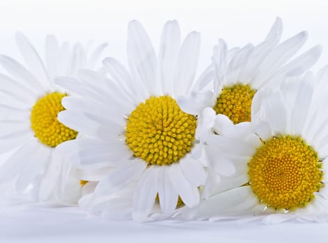 Daisies