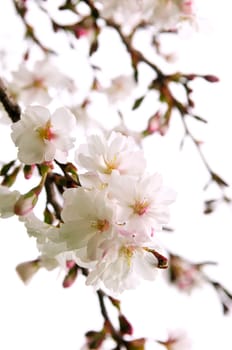 Oriental cherry blossom