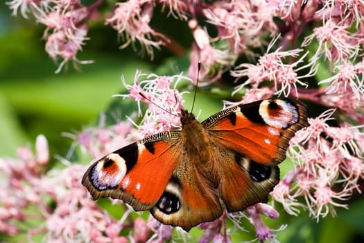 Peacock butterfly on Gravel root