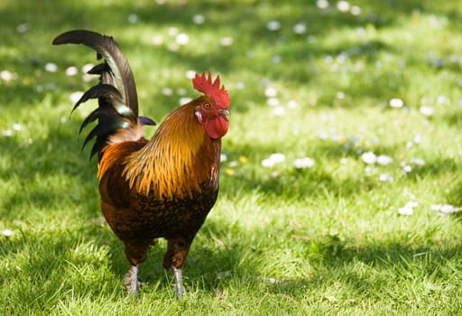Cock standing in the grass