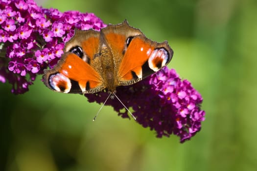 Peacock getting nectar from butterfly bush