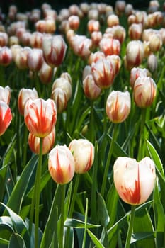 Red and white tulips on sunny day in spring