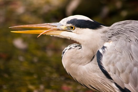 Grey heron fishing