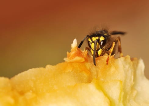 ripe apple and wasp...
