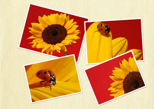 Ladybug collage