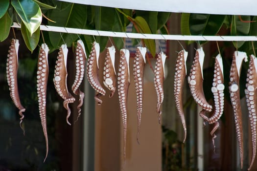 Octopus arms are dried