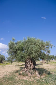 Olive tree