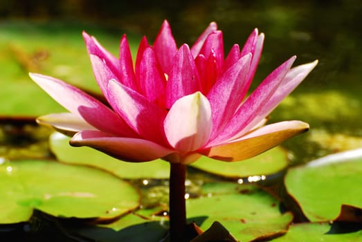 Water lily in the pond