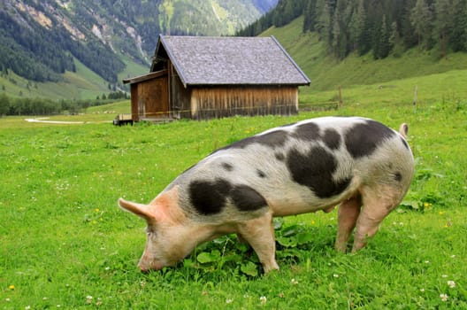 Alpine pig on the "Palfneralm"" in the Seidlwinkltal valley in Rauris"