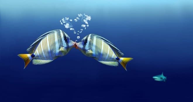 Two surgeon fish kiss each other. In the background a shark comes swimming