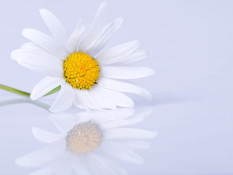 Marguerite