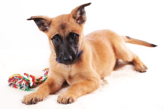 Malinois puppy