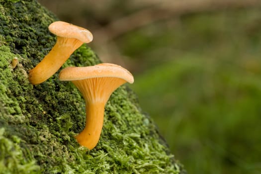 Hygrophoropsis aurantiaca