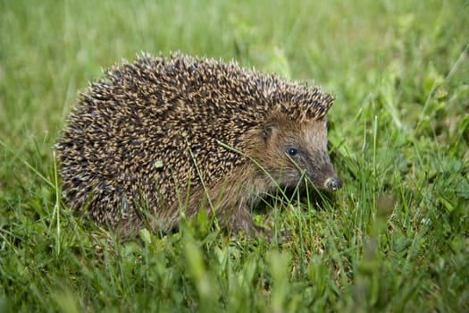 Hedgehoge