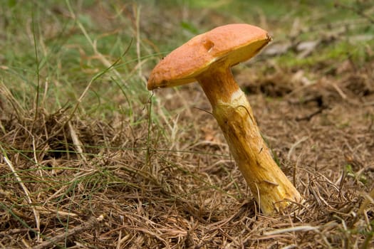 Suillus Grevillei