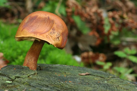 Bay Bolete - boletus badius