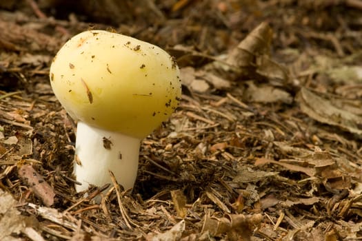 Russula Flava