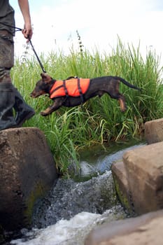 Dachshund jumping