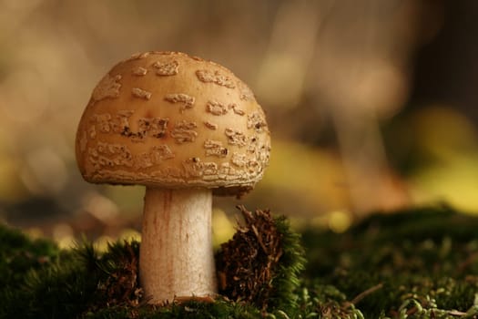 Amanita rubescens