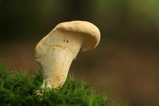 Hydnum Repandum