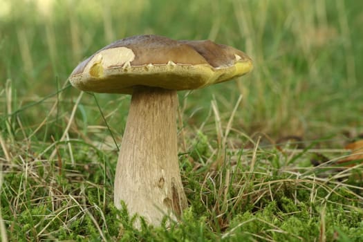 Kinge Bolete - Boletus Edulis