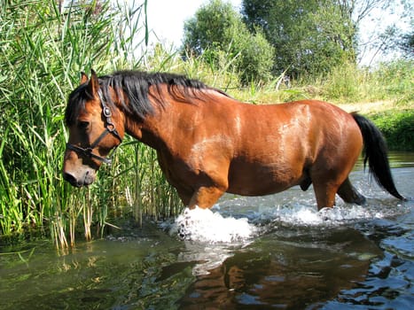 Horse runs into the water
