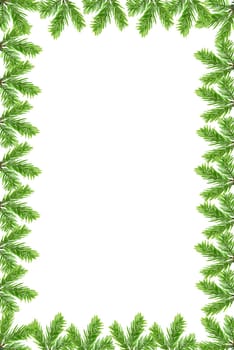 Fir branches