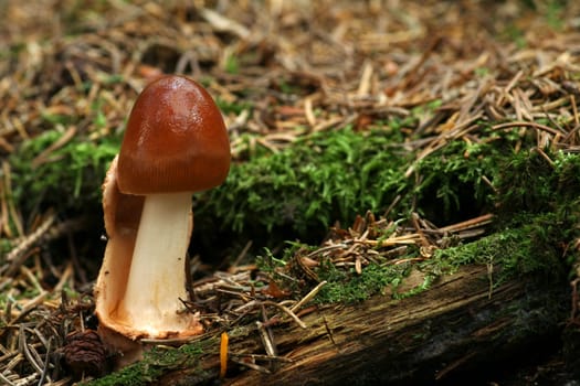 Amanita fulva