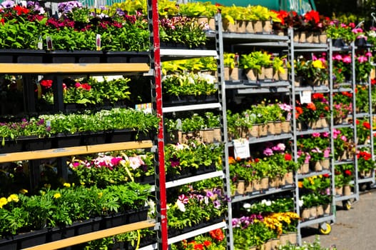 Flowers for sale