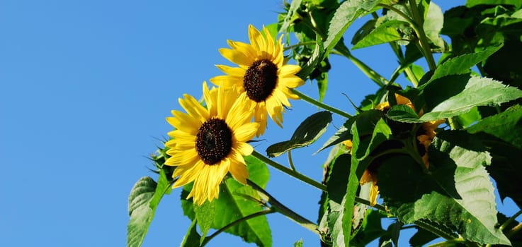 sunflowers