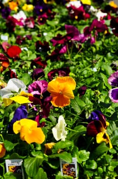 Pansies for sale