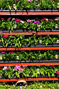 Flowers for sale