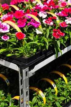 Flowers for sale