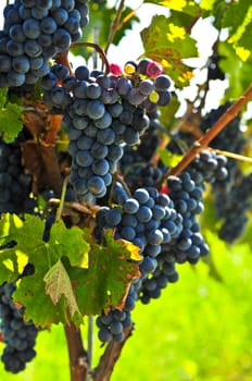 Red grapes